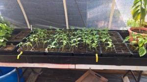 Tomato Seedlings 16 Days   